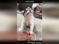 二狗网红吃瓜图片,趣味横生瞬间引爆网络
